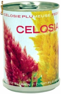 Cadouri femei - Flori ambalate: Celosia foto