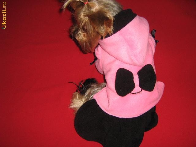 Vand hainute caini pentru toate rasele (Yorkshire/Bichon/Shitzu/Chihuahua, etc) foto mare