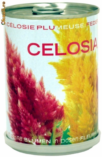 Cadouri femei - Flori ambalate: Celosia foto mare