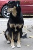 Oferim spre adoptie metis de lup, femela