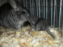 vand familie de chinchilla