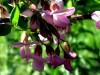 Robinia hispida
