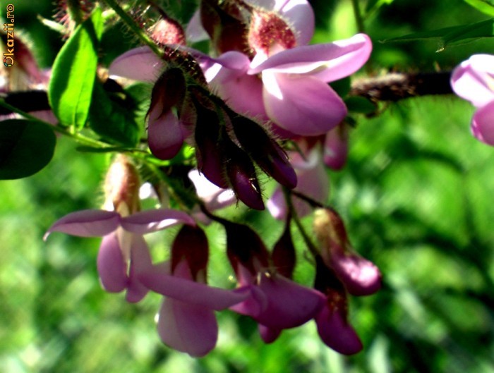 Robinia hispida foto mare