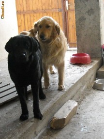 pui labrador negru foto