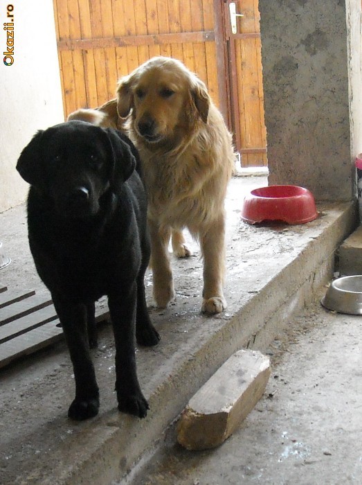pui labrador negru foto mare