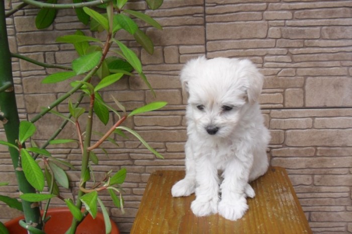 Bichon Maltez 2 pui albi talie mini toy foto mare