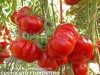 Seminte tomate - COSTOLUTO FIORENTINO - 50+ seminte/plic