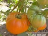 Seminte tomate mari galbene - AMANA ORANGE - 50+ seminte/plic