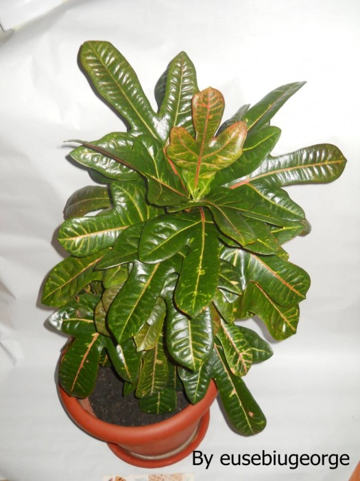 Plante+De+Apartament+Fara+Flori Plante De Apartament Fara Flori http://www.okazii.ro/plante ...