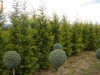 cupressocyparis leylandi 1,3-1,7  m aurea