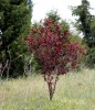 prunus pissardi nigra alberetto 2,-2,5m