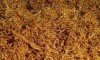Vand tutun firicel fermentat natural soiul burley la 100lei/kg