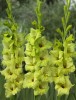 GLADIOLE GREEN STAR  pachet 10 bulbi cu 6 ron