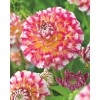 DALIA  HAWAI deco  ( Gherghine )  Tuberculi Calitatea -I-a cu 6 ron bucata