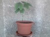 Puieti de arbore Ginkgo Biloba in ghiveci BUCURESTI